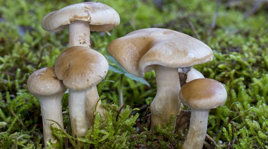 जंगली बिसालु च्याउ खाँदा एकै घरका तीनको मृत्यु