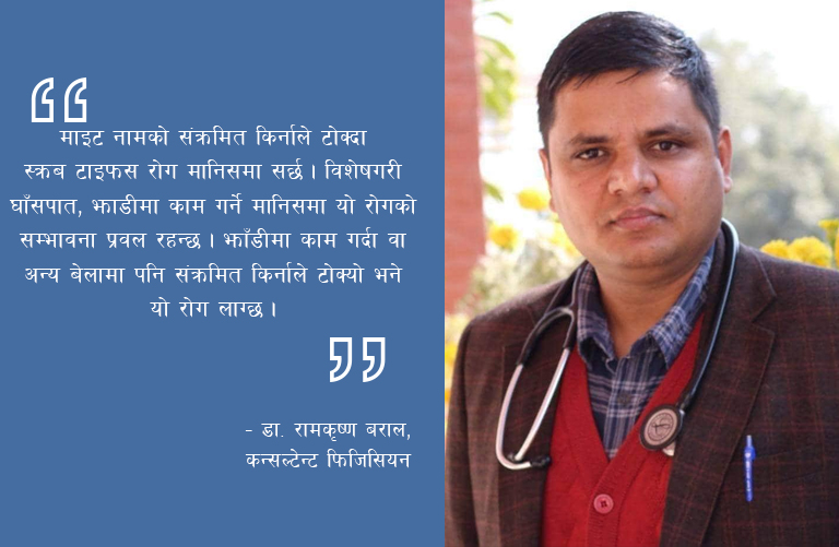 डेंगु जस्तै स्क्रब टाइफसको संक्रमण बढ्दो : बच्नको लागि डाक्टरको सुझाब यस्तो छ…