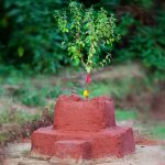आज हरि बोधिनी एकादशी, यस्तो छ तुलसीको महत्त्व