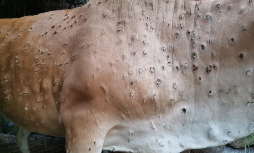 लम्पी स्किन महामारीले संसद तात्यो